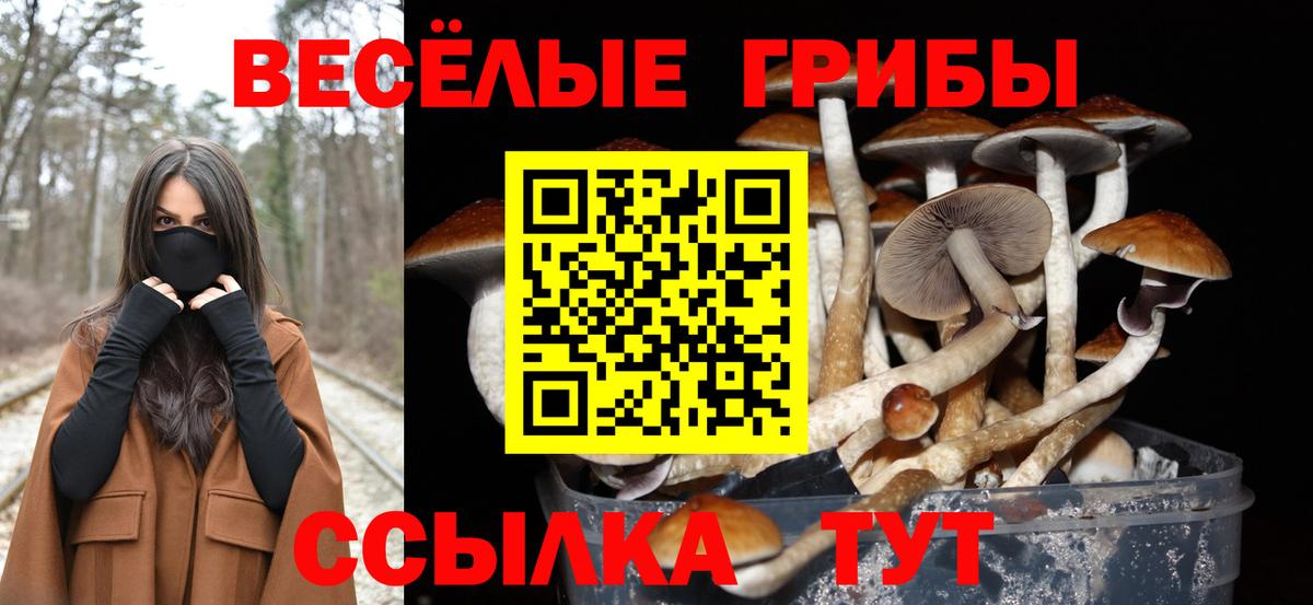 Псилоцибиновые грибы Psilocybe Лениногорск